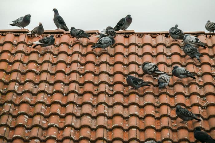 birdroof2.jpg